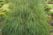 Chamaecyparis lawsoniana dark green and yellow green