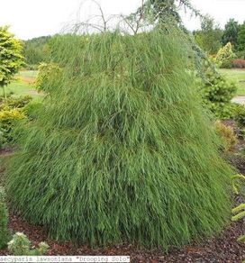 Chamaecyparis lawsoniana dark green and yellow green