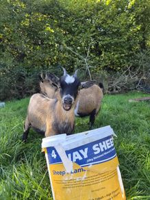 Pygmy goats