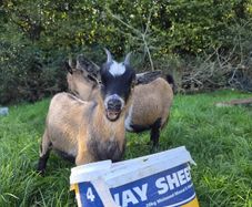 Pygmy goats
