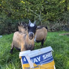 Pygmy goats