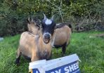 Pygmy goats