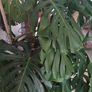 large mature Monstera plant Image 3