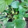 Organic Strawberry Plants Image 3