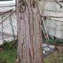 tree Image 6