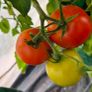 (T) Tomato Ananas seeds 0.1g (111107) Image 6