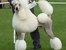 Dog grooming Blackrock Image 2