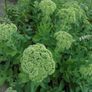 Mint plant Image 9