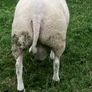 Beltex rams Image 2