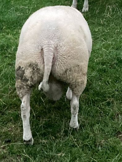 Beltex rams