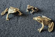 3 brass frogs,. Solid brass.