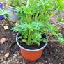 Lupin Plants Mixed Colours Image 2