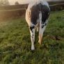 Incalf Heifers Image 4