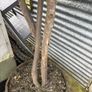Large 2.5 meter Bay tree in a half barrel Image 2