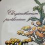 Villeroy & Boch Botanica Chrysanthemum Plate, Vintage Floral Porcelain Image 2