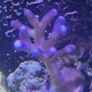 marine fish tank Image 8