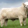 Carrick-on-Shannon Autumn Mixed Breed Show & Sale Image 2