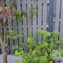 Free Trees / Shrubs Image 9
