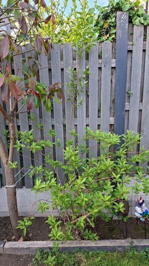 Free Trees / Shrubs