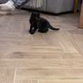 kitten Image 4