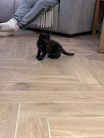 kitten
