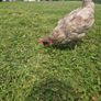 8 laying hens for sale Image 5