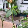 Cluster Orange Rose (Highly fragrant) Image 2