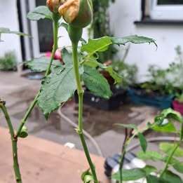 Cluster Orange Rose (Highly fragrant)