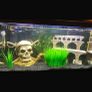 fish Image 3