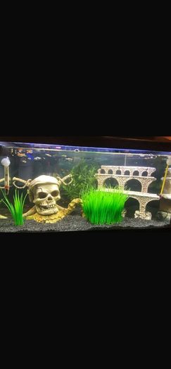 fish