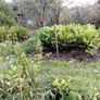 Hedging Image 3