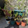 tomato Image 2