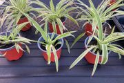 Spider plant