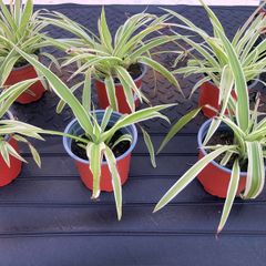 Spider plant