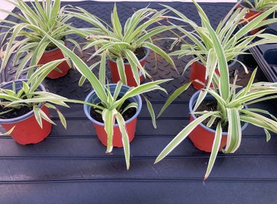 Spider plant