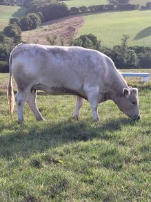 Incalf Charlie Heifers