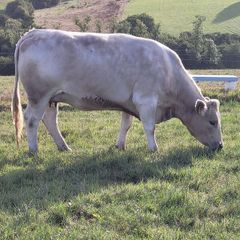 Incalf Charlie Heifers