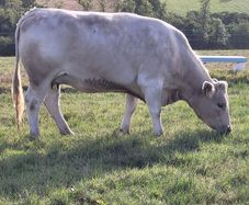 Incalf Charlie Heifers