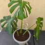 Monstera deliciosa Image 2