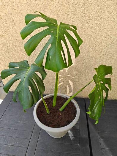 Monstera deliciosa