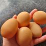 Six hens an a rooster Image 2