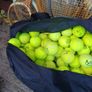 300 Tennis balls and rakects Image 3