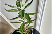 Mother of a thousand plant