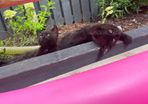 2 male kittens