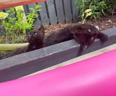 2 male kittens