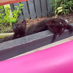 2 male kittens