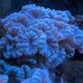 Coral Packs Image 5
