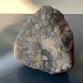 Collectable Fossil coral stones Image 2