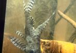 pleco