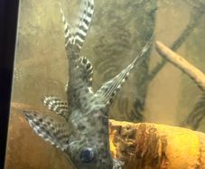 pleco